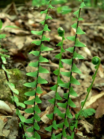 {Asplenium platyneuron}